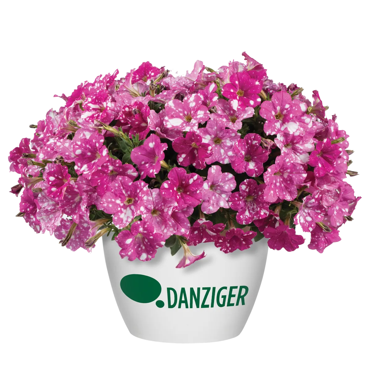 SPLASH DANCE® Rumba Rose