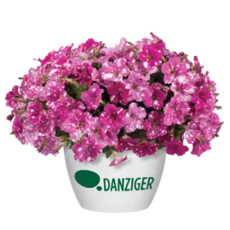 SPLASH DANCE® Rumba Rose