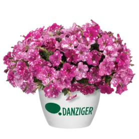 SPLASH DANCE® Rumba Rose