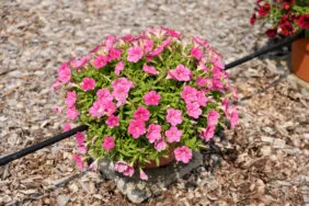 SPLASH DANCE® Rumba Rose