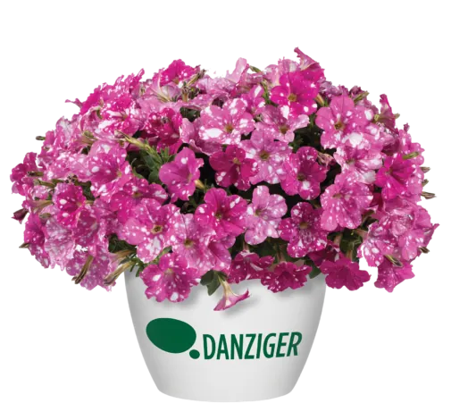 SPLASH DANCE® Rumba Rose