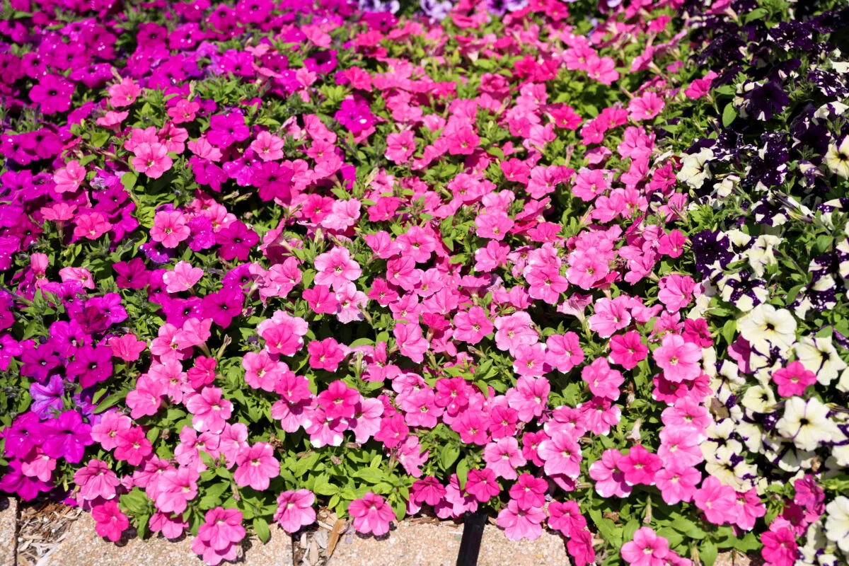 SPLASH DANCE® Rumba Rose