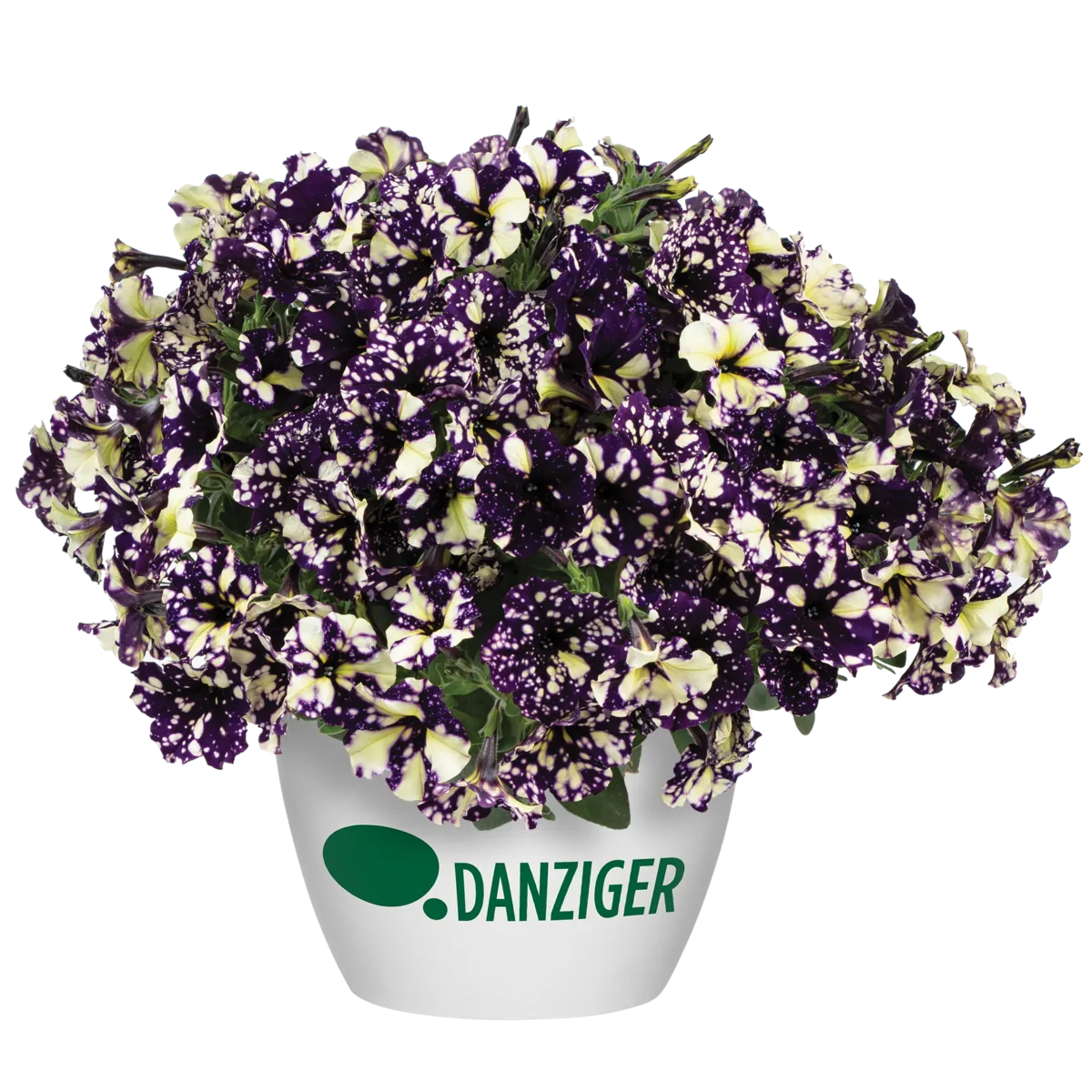 SPLASH DANCE® Violet Vogue