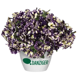 SPLASH DANCE® Violet Vogue