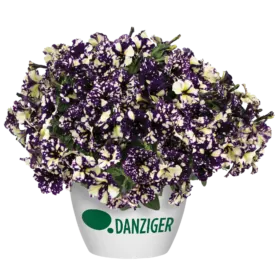 SPLASH DANCE® Violet Vogue