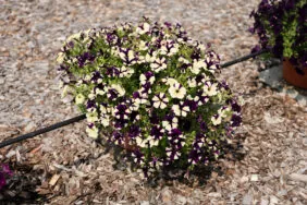 SPLASH DANCE® Violet Vogue