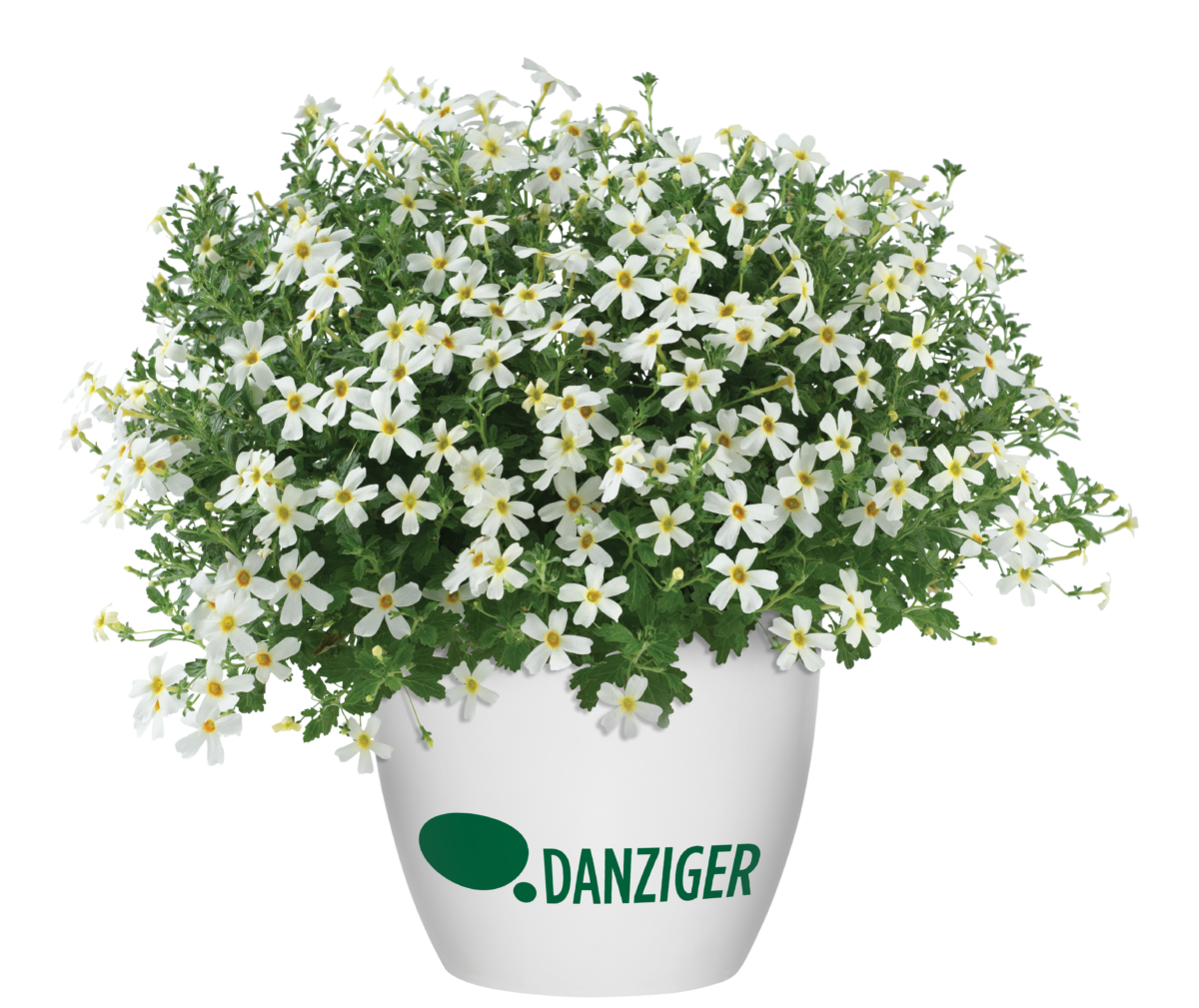 STARDOM™ White Fusion - Danziger
