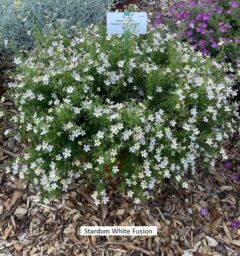 STARDOM™ White Fusion
