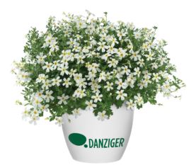 STARDOM™ White Fusion