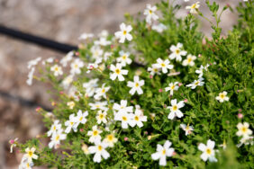 STARDOM™ White Fusion