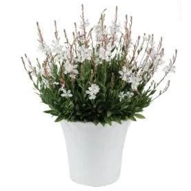 STEFFI™ White