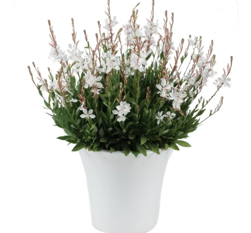 STEFFI™ White