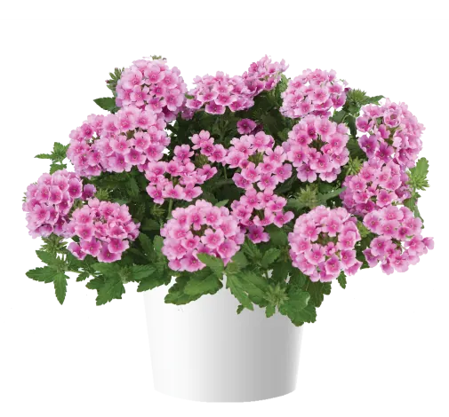 VANESSA™ COMPACT Rosa