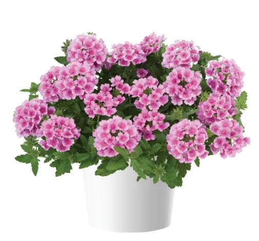 VANESSA™ COMPACT Rosa