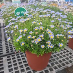 FELICITY™ Leading Lady