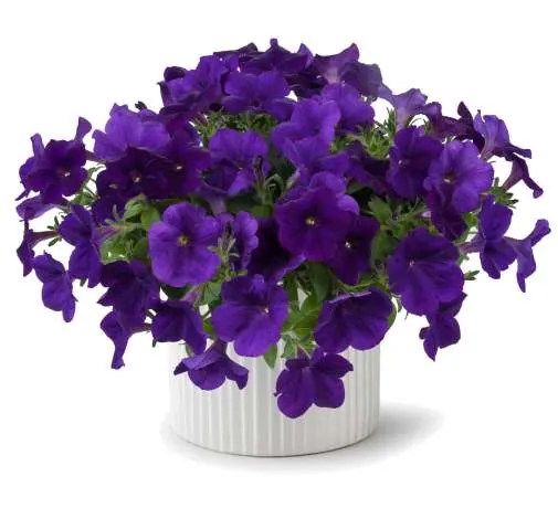CASCADIAS™ Indigo