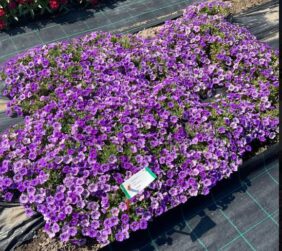 COLIBRI™ Dark Lavender