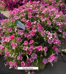 SPLASH DANCE® Rumba Rose