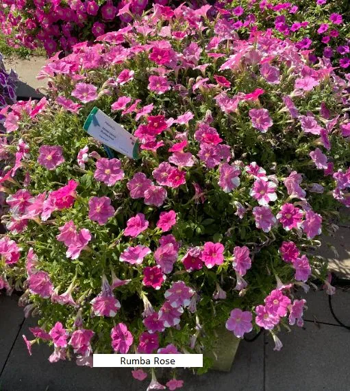 SPLASH DANCE® Rumba Rose