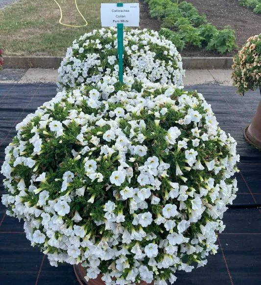 COLIBRI™ Pure White