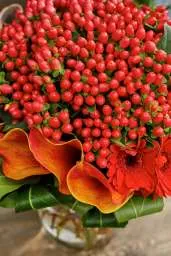 Hypericum-1-cu-1 – brisk campari – דנציגר