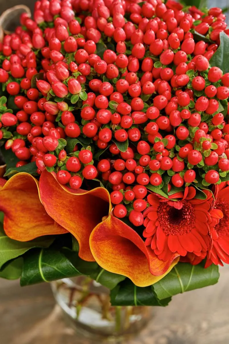 Hypericum-1-cu-1 – brisk campari – דנציגר