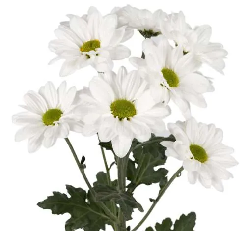 פרח קטיף AMOR™ NIVAL מבית דנציגר
