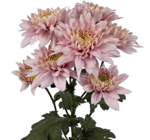 ROMANCERO™ PINK