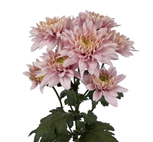 ROMANCERO™ PINK