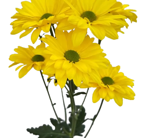 פרח קטיף AMOR™ ALEGRIA מבית דנציגר