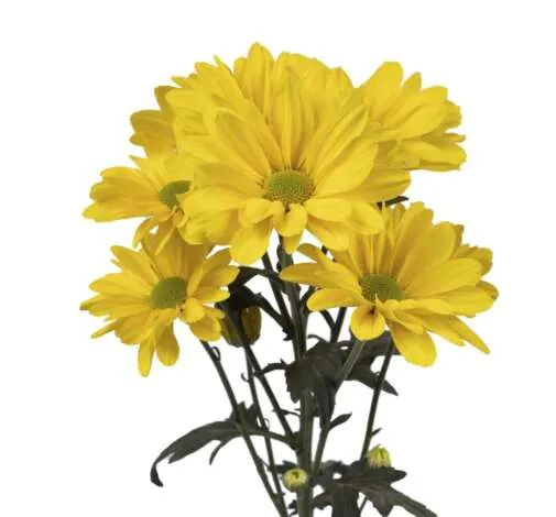פרח קטיף AMOR™ ALEGRIA מבית דנציגר