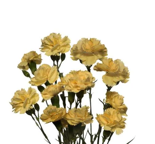 פרח קטיף PIÑATA™ SUNDROPS מבית דנציגר