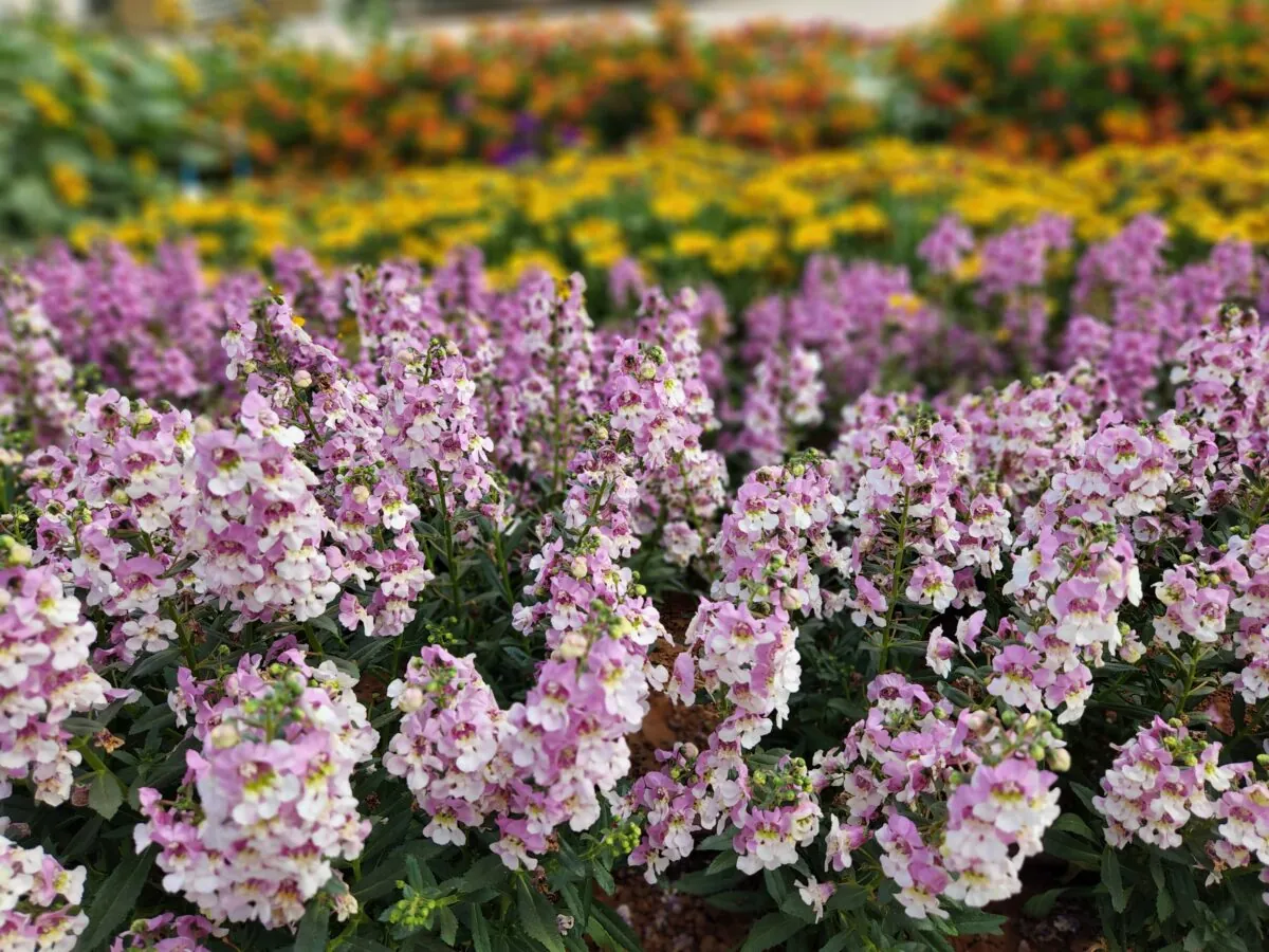 ALONIA™ Big Bicolor Pink Improved