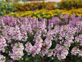 ALONIA™ Big Bicolor Pink Improved