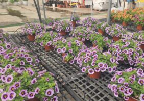 COLIBRI™ Spark Purple