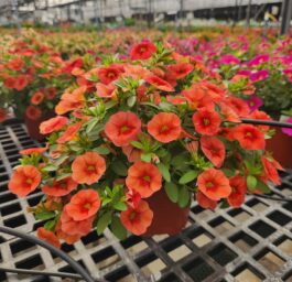 COLIBRI™ Tangerine