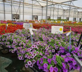 COLIBRI™ Spark Purple