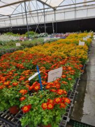 Blazing Ring of Fire™