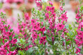 ALONIA™ Big Cherry