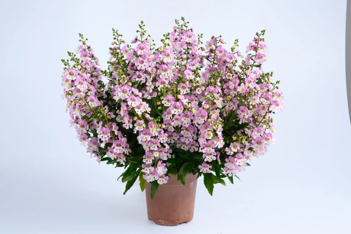 ALONIA™ Big Bicolor Pink Improved