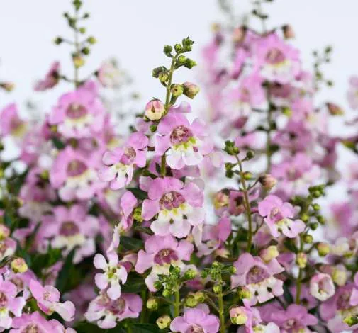 ALONIA™ Big Bicolor Pink Improved