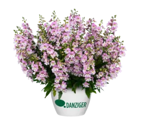 ALONIA™ Big Bicolor Pink Improved