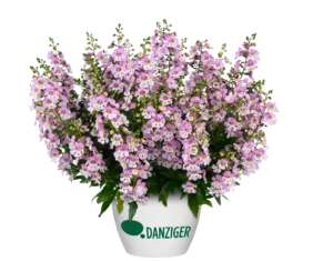 ALONIA™ Big Bicolor Pink Improved