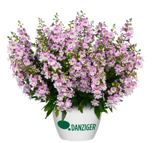 ALONIA™ Big Bicolor Pink Improved