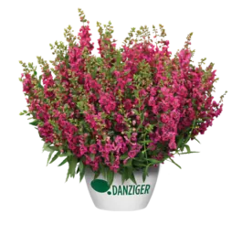 ALONIA™ Big Cherry