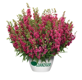 ALONIA™ Big Cherry