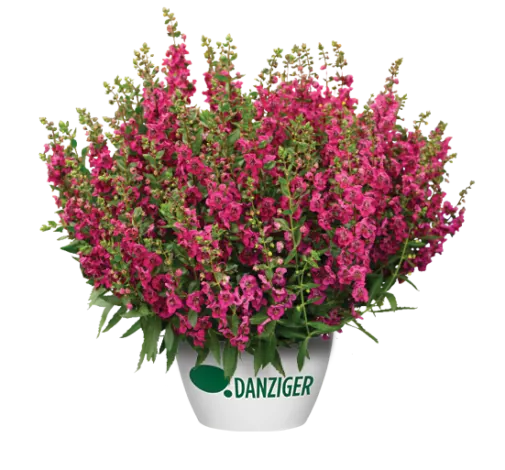 ALONIA™ Big Cherry