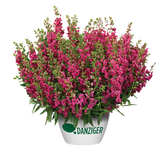 ALONIA™ Big Cherry
