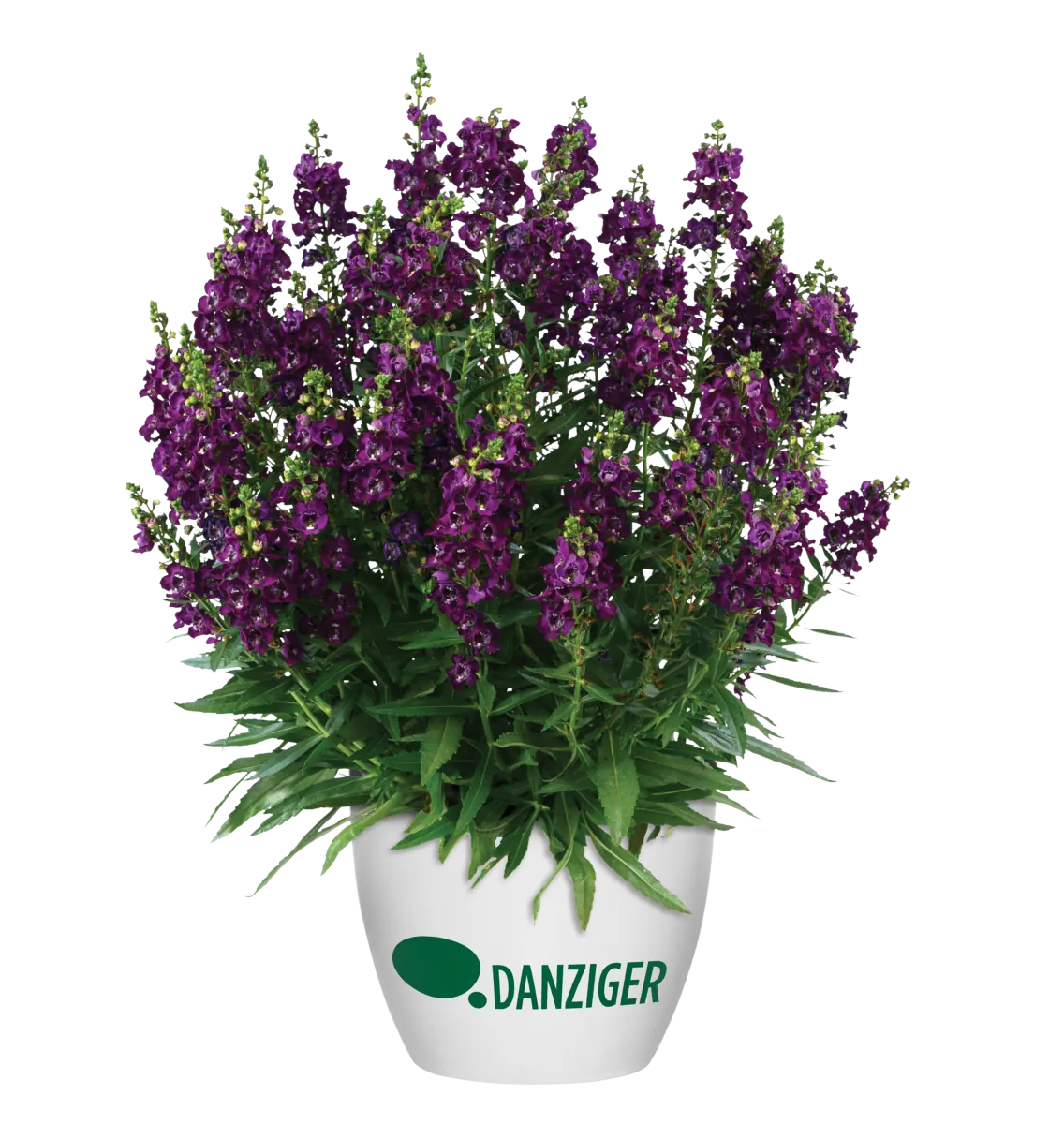 ALONIA™ Big Grape