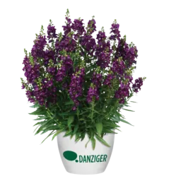 ALONIA™ Big Grape